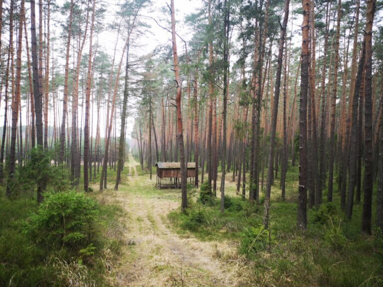 Photo Forest therapy