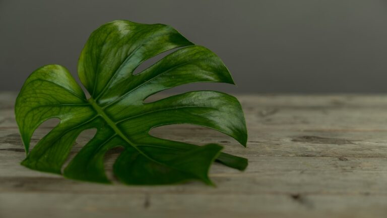 Photo healthy plant oils