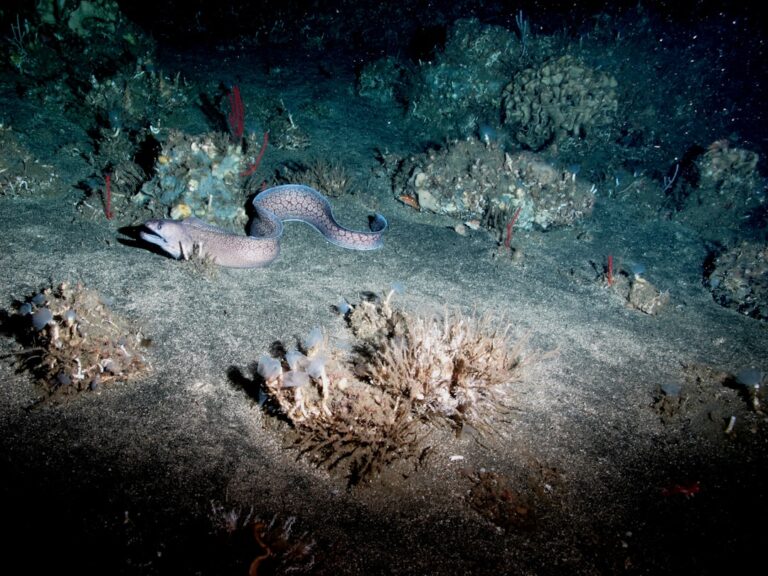 Photo oceanographic discoveries