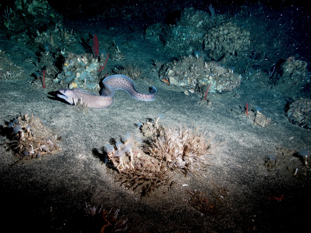 Photo oceanographic discoveries