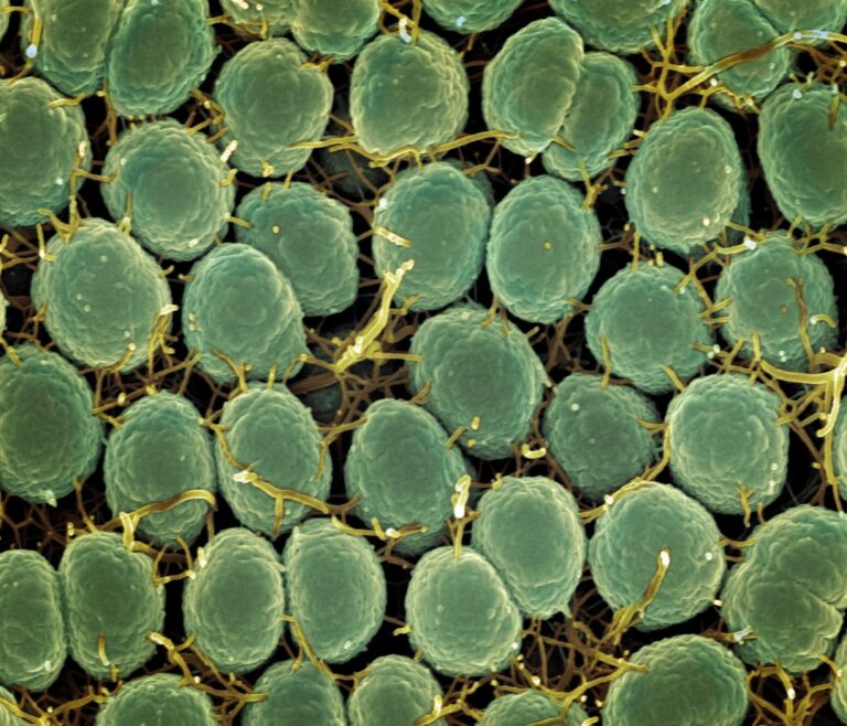 Photo Microbial ecology